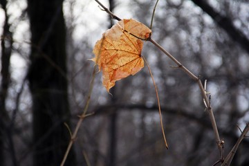 Dried flowers and brunches in autumn with leaves