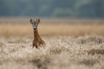 Roebuck - buck (Capreolus capreolus) Roe deer - goat © szczepank