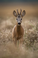 Roebuck - buck (Capreolus capreolus) Roe deer - goat