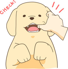 ゴールデンレトリバーの子犬（歯をチェック）
