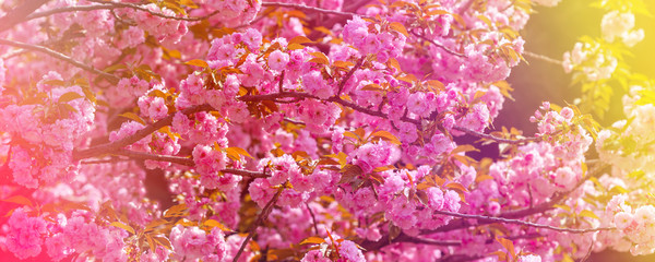 Spring blossom background. Beautiful nature springtime scene with blooming tree. Abstract blurred background.