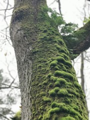 arbre écorce mousse 