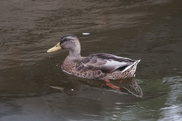 Canard colvert sur l'eau .