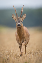 Roebuck - buck (Capreolus capreolus) Roe deer - goat © szczepank