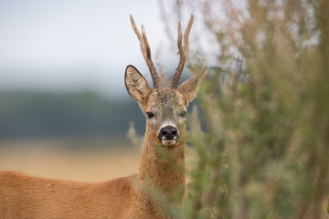 Roebuck - buck (Capreolus capreolus) Roe deer - goat