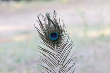 Detailed peacock feather macro shot