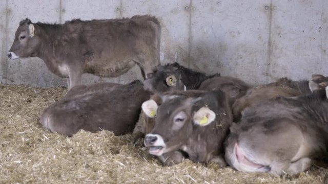 Domestic Cows Resting Inside Barn