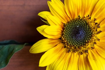 Sunflower with withered green leaves on wood