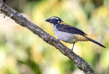 Obraz premium Saltator bird standing on the branch