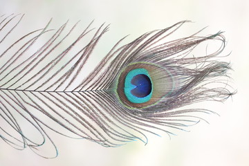 Close-up Of Peacock Feather