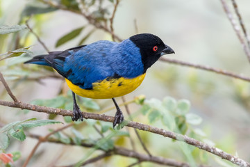 Colorful tanager standing in a bush
