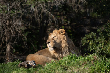 Asian male lion lying in the grass