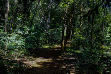 Interior de floresta tropical escura	