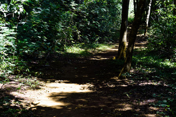 Interior de floresta tropical escura	