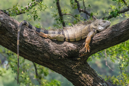 Big iguana resting on a branch tree
