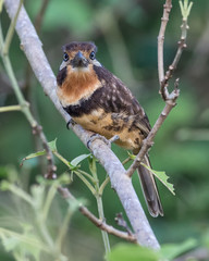 Russet throated Puffbird in a tree looking the camera