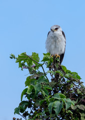 Hawk perched on a tree