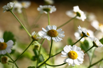 The small seldom located camomile flowers on a beige background. Fresh buds with water drops on petals.