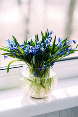 Spring bouquet of blue snowdrops in a vase
