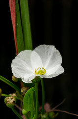 White flower and blur background in the green and fresh garden