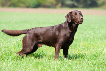 chocolate labrador retriever auf einer wiese 