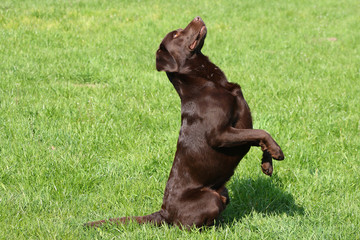 chocolate labrador retriever sitting pretty