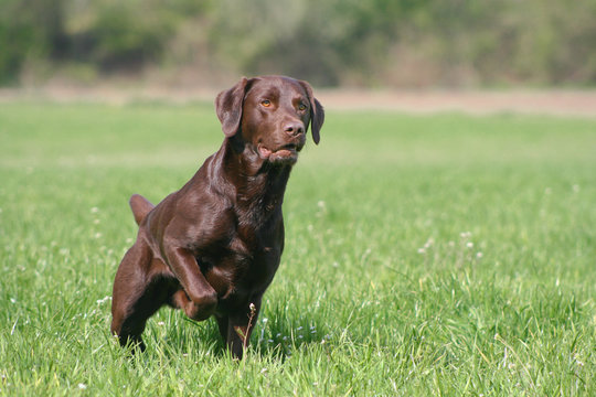 chocolate labrador retriever steht vor auf einer wiese 