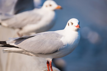 Obraz premium Seagull , Seagull birds Flying, Close up view of white birds in sunset over the sea