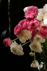 flowers  ranunculi on black herbs plants