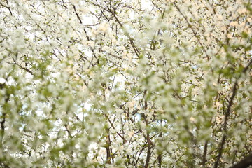  flowering cherry branches in the spring garden, background, close up