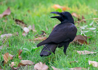 The crow looking for food 