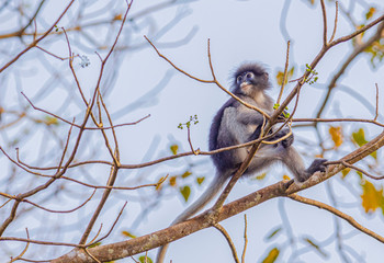 A little Dusky Leaf-Monkey on the tree
