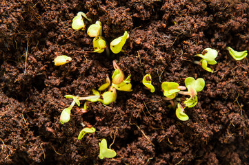 Top view. Close up, macro. Spring, garden bed. Microgreen, green radish sprouts.