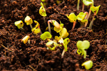 Close up, macro. Spring, garden bed. Microgreen, green radish sprouts.