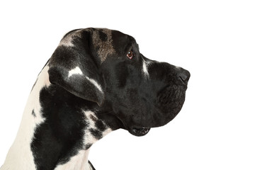 Portrait of a pedigree great Dane dog