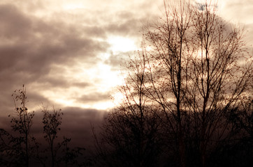 Silhouettes of dry and thin branches of trees against a gloomy sky. dramatic lighting of nature .