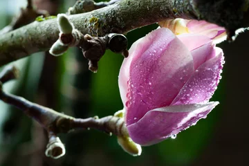 Gordijnen Natte bloeiende verse magnolia close-up. Lentebloem macro abstract © mariarom