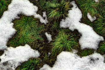 Bright and green grass in the midst of melting snow. the beginning of Spring.