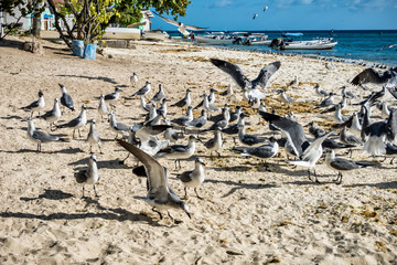 Seagulls and Pelicans flying on the beach