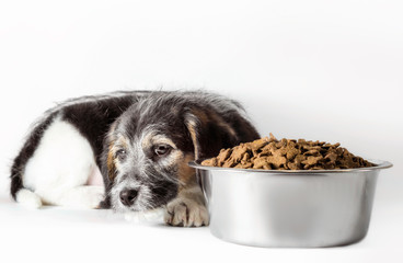 shaggy puppy mongrel with a bowl of dry food
