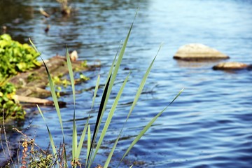 Obraz na płótnie Canvas Beautiful green grass on the lake