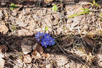 One of the first spring flowers of Hepatica nobilis in the forest. Ranunculacea family