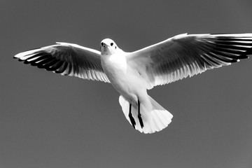 Obraz premium seagull flying in the blue sky 