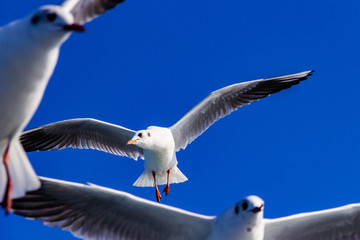 seagull flying in the blue sky 