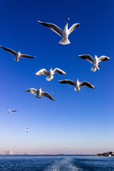Fototapeta na wymiar seagull flying in the blue sky 