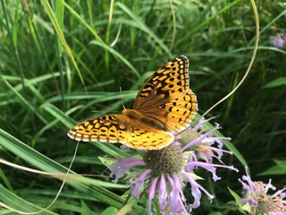 butterfly on flower