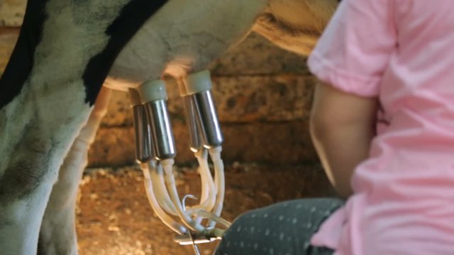 Milking machine in cowshed closeup