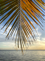 Background of the sea. Texture of a yellow leaf of a palm tree close-up on the background of the ocean. Beautiful landscape of the horizon line in the sea. Cropped shot, horizontal, free space.