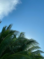Floral background.Green palm leaves against the blue sky with white clouds.Texture of palm leaves.Beautiful leaves against the sky.Cropped shot, vertical, free space.Concept of tourism.