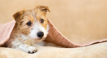 Pet love concept, cute fluffy dog puppy looking from a pink blanket on a pastel beige background